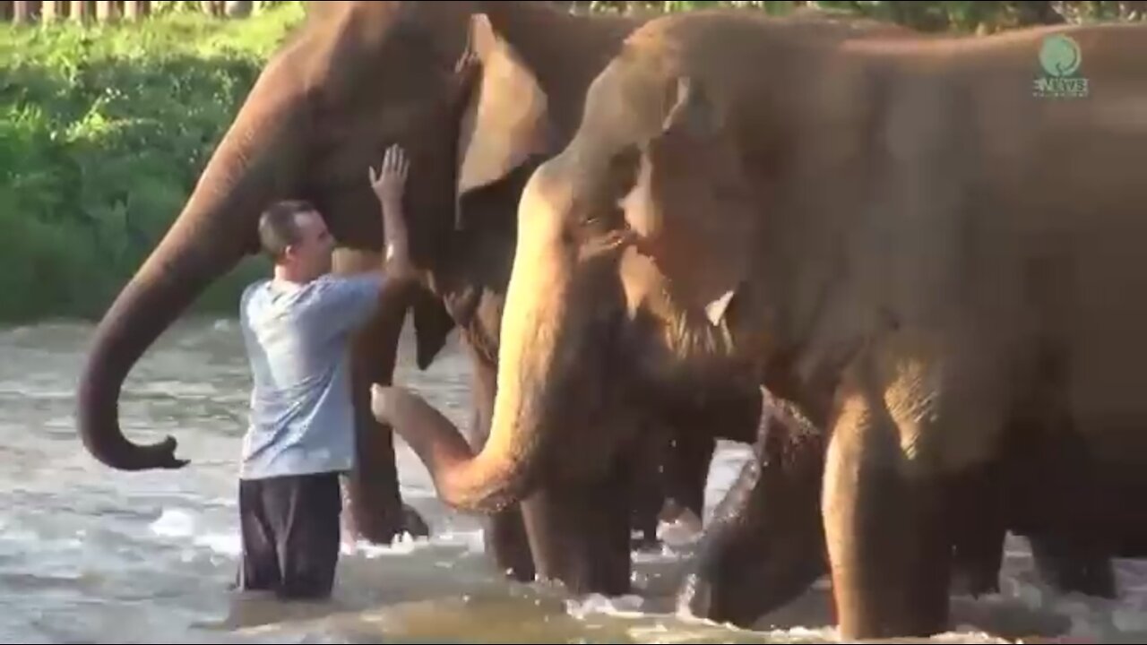 Elephants reunite with their caretaker after 14 months