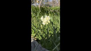 Daffodil
