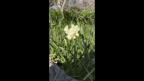 Daffodil