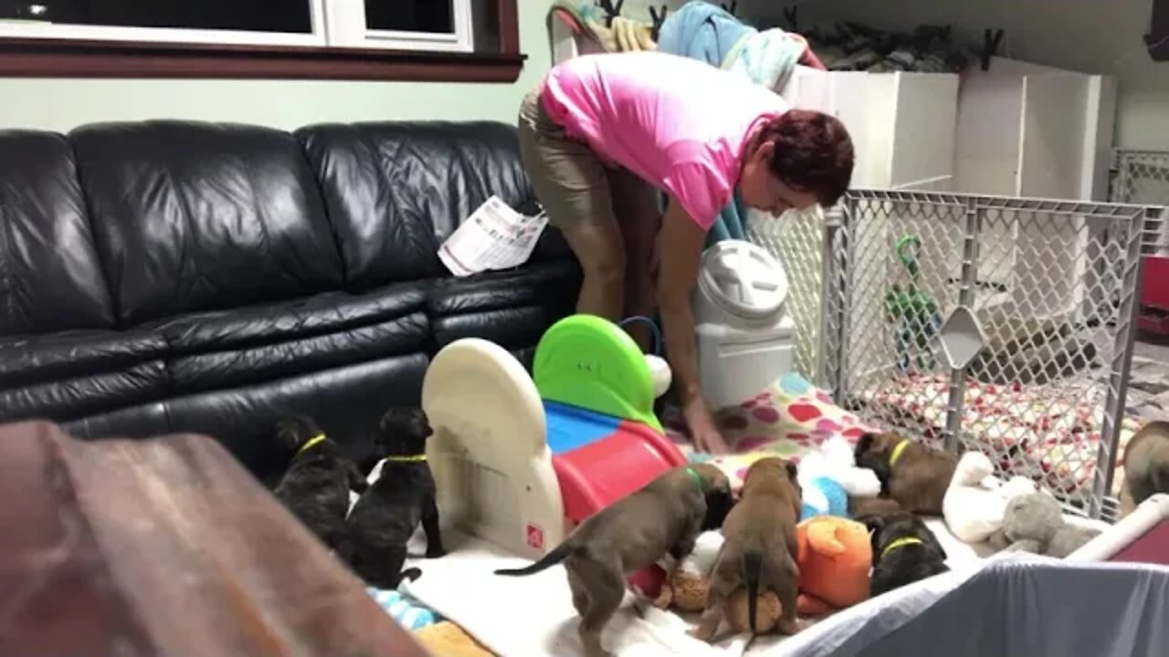 Puppy time at LonelyCreek