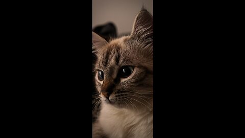 best Funny Cats funny and cute cats #shortvideo #shorts