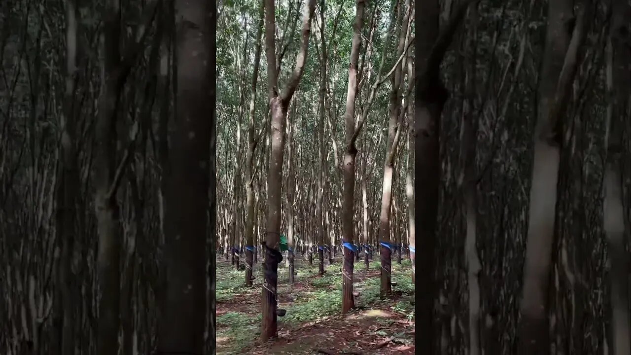 Rubber farm
