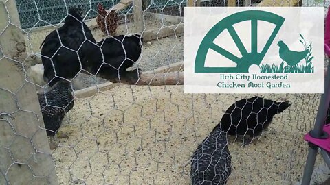 Chicken Moat Garden pt 4.2