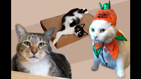 Funniest Cats Videos # funnycats #cutecats #catvideo