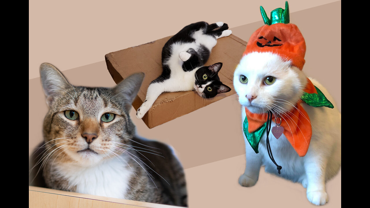 Show funny cat videos store