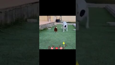 Dog gets angry when chicken robbed food