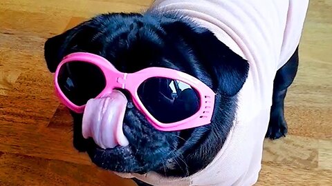 Funniest Animals Videos😂 - Best Cats😹 and Dogs🐶 Videos 2023!