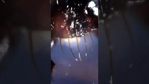 Amazing Microscope scene that below your mind after watching this video #microscope
