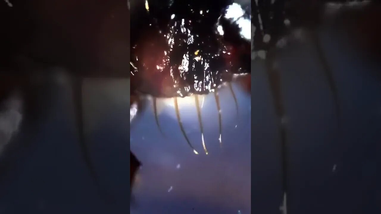 Amazing Microscope scene that below your mind after watching this video #microscope