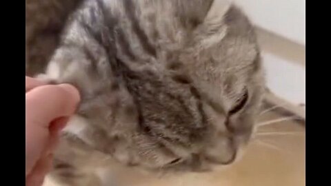 Hasbulla Beat Up A Kitten But I Don’t Care About That