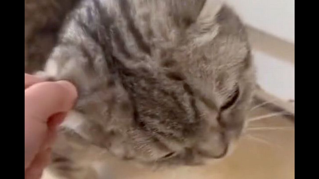 Hasbulla Beat Up A Kitten But I Don’t Care About That