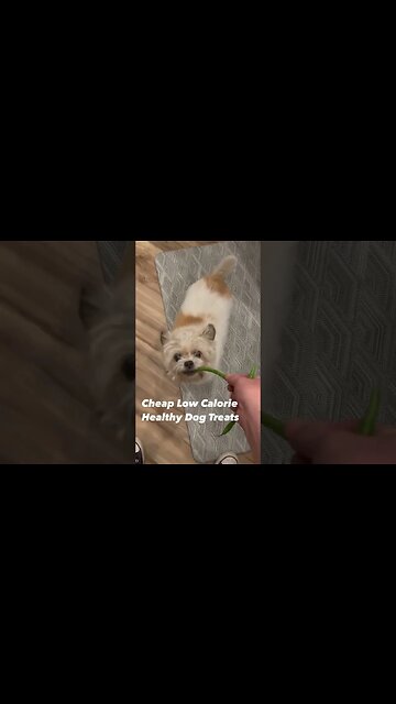 Cheap healthy low calorie dog treats #ilovemydog