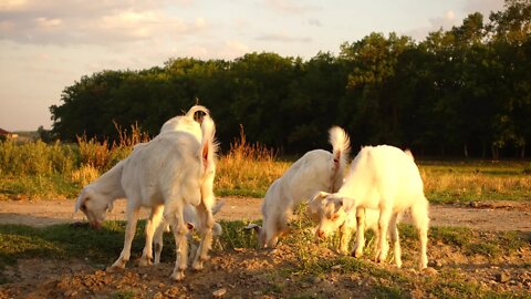 Жизнь домашних животных Утренний выпас коз