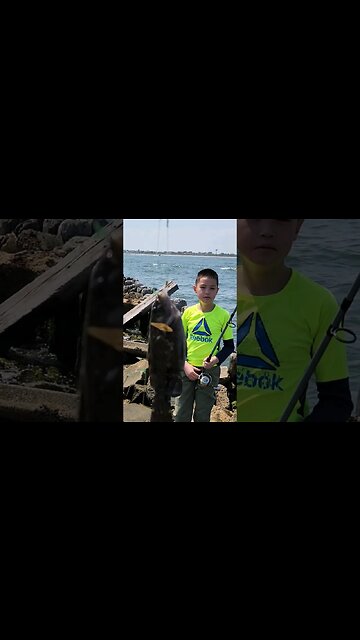 Lots of Blackfish today Sunday july 23rd