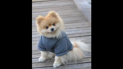 Little dog