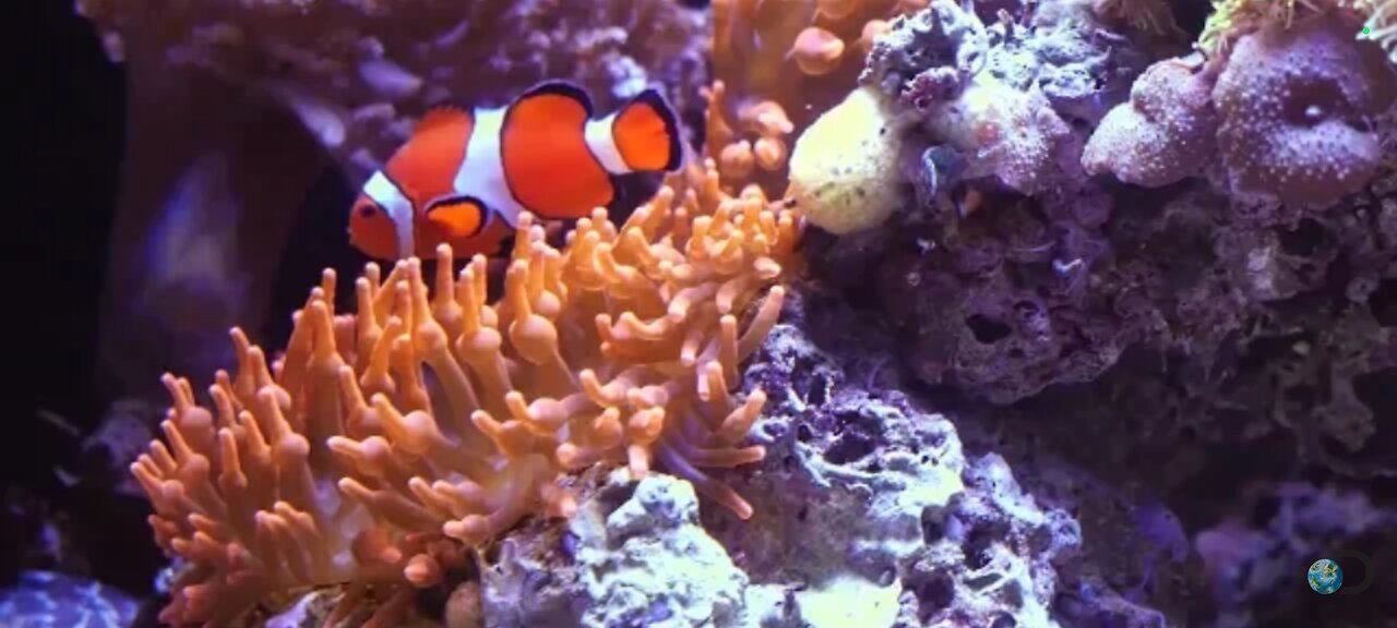 Under the sea: Ocean animal moves [FREE RESOURCE]