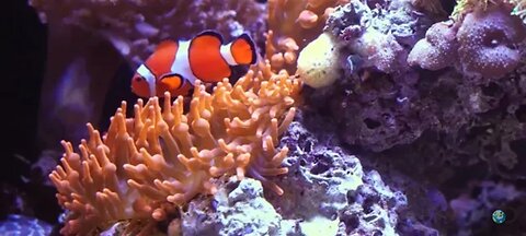 Under the sea: Ocean animal moves [FREE RESOURCE]