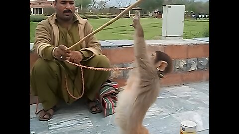 Horrible Animal Abuse