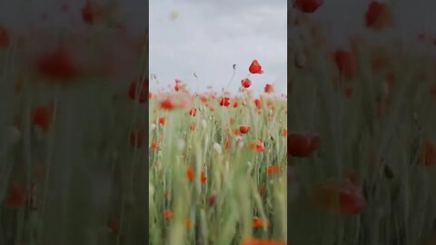 Best Relaxing Sound & Video | Wind Flow | #shorts