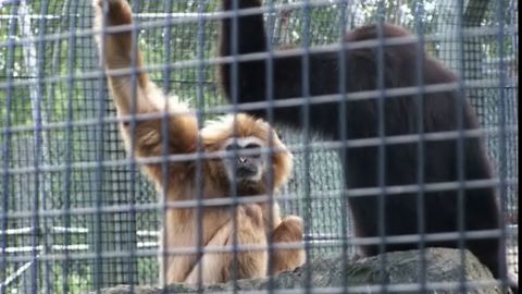 Talkative Monkey Gets Shushed In The Craziest Way
