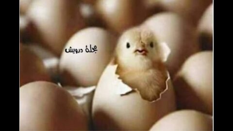 Small and beautiful animals
