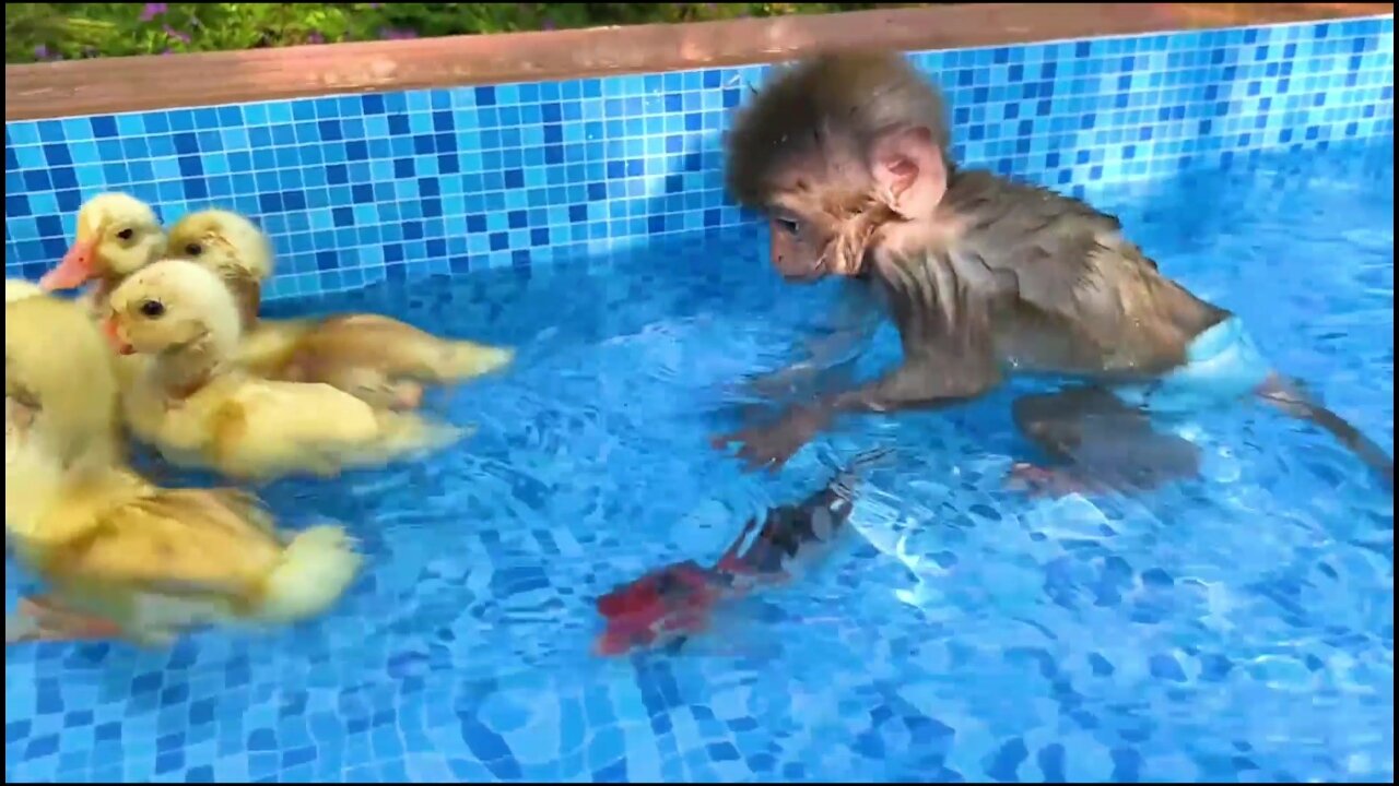 Monkey eats fruit with puppy at the pool and swims with fish - Funny Animals -