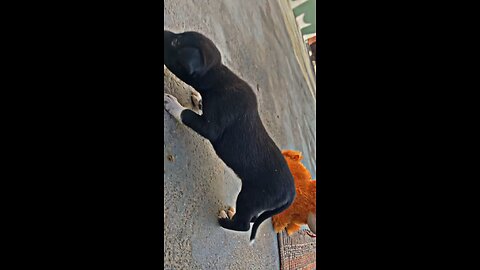 puppy playing