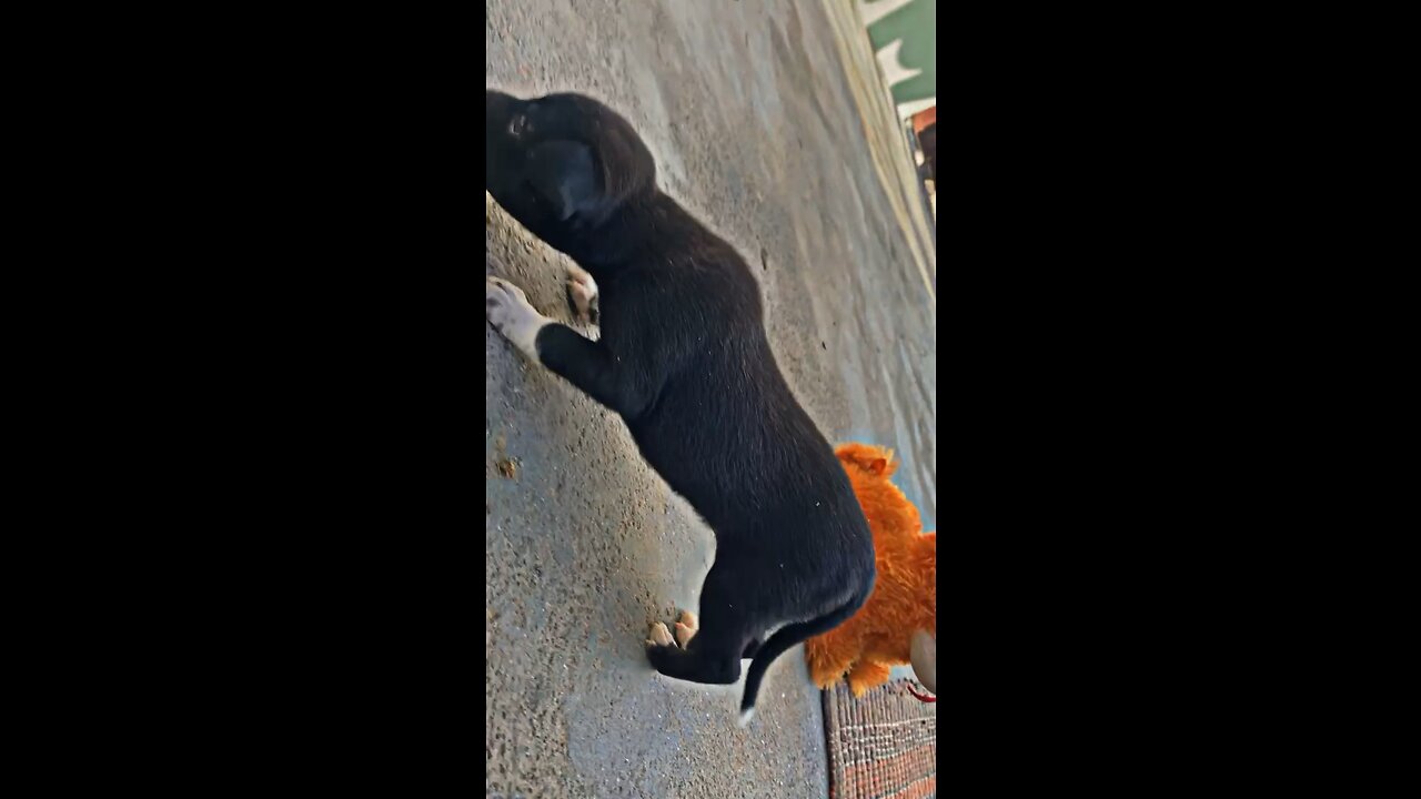 puppy playing