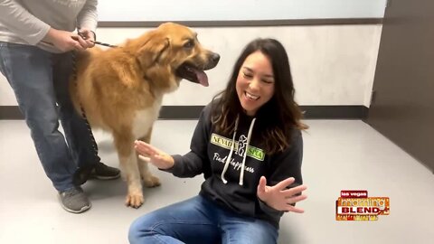 Pick of the litter: Lojack