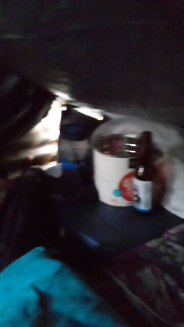 Homeless with a border collie