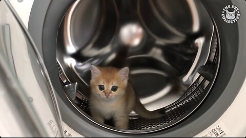 😹 99% Lose this TRY NOT TO LAUGH Challenge - Funny Kittens Video 🐾