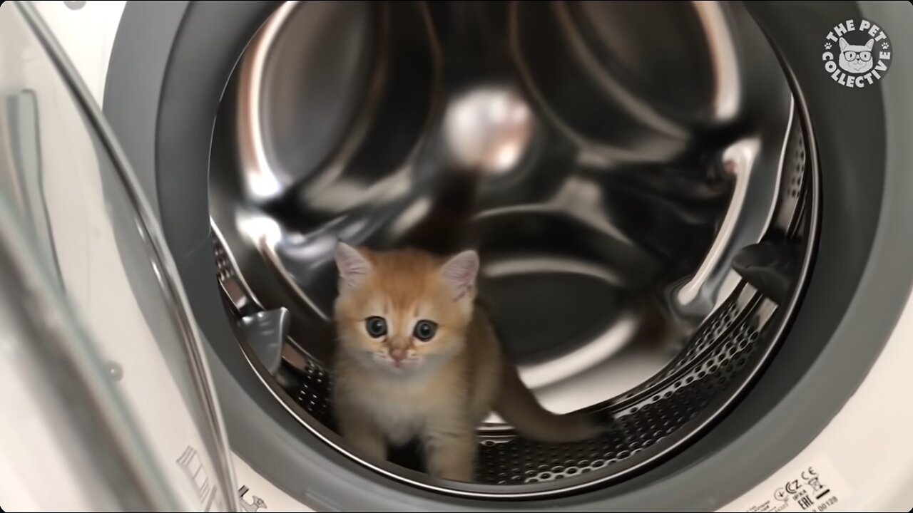 😹 99% Lose this TRY NOT TO LAUGH Challenge - Funny Kittens Video 🐾