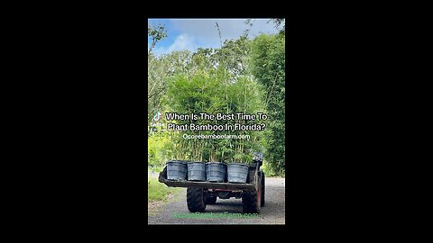 When Is The Best Time To Plant Bamboo In Florida?
