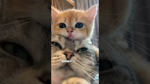 funny cat videos | cute cat videos| cute animals funny cats #shorts #shortsfunny #cutecat #funnycat