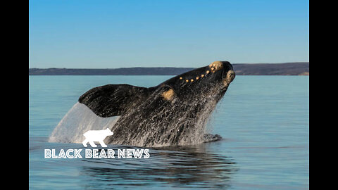 Angry Whales-Safe Nuclear?-Yellowstone Blows