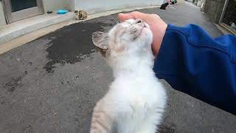 A nostril drill of a kittens encountered on the other side of the alley was overwhelming