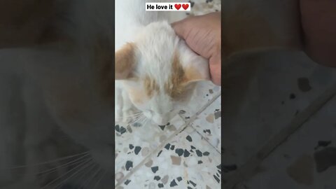 Stray Cat rescue - We Rescued Stray Cat - Baby Cat love us 😂