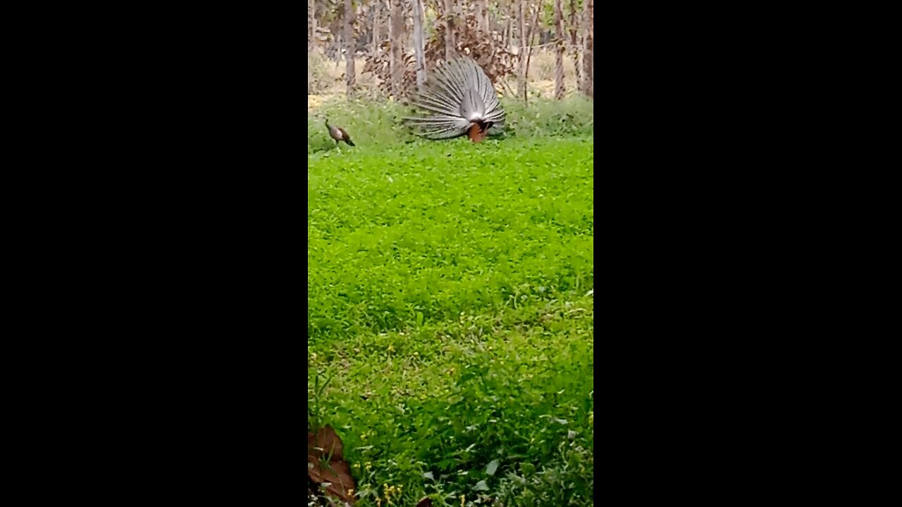 tinku videos