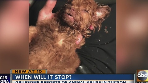 Two animal abuse cases in Tucson that leave us broken hearted
