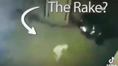 What is this creature?