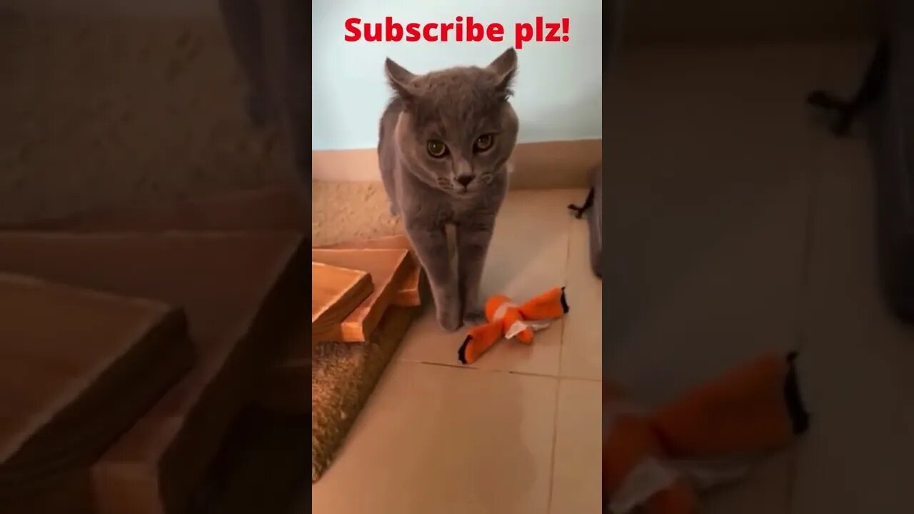 Cute Cat Funny Video @short @cutecat @cat @shorts @youtube @cute @funny @viral Full HD