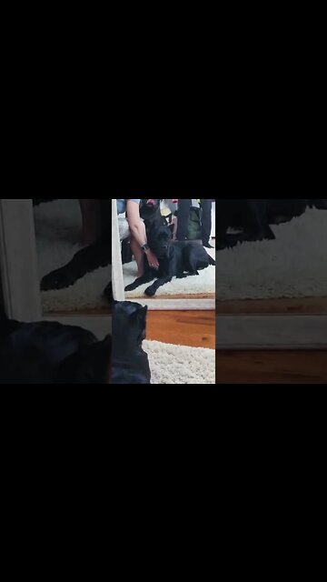 Puppy Mirin' His SEXY Self #shorts #funnydogs #viral