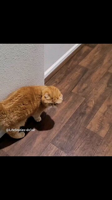 Cat Belly Rub #scottishfold #bellyrubs #catlover #shorts #short