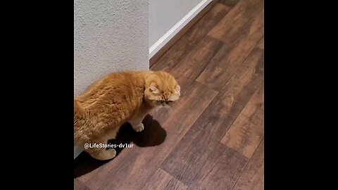 Cat Belly Rub #scottishfold #bellyrubs #catlover #shorts #short