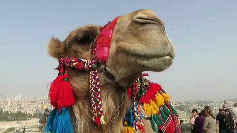Ahava Adventures in Jerusalem - The camel named "George Bush"