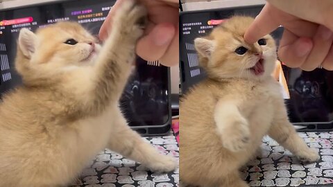 You Laugh You Lose 😂Videos of funny cats and kittens for a good mood!