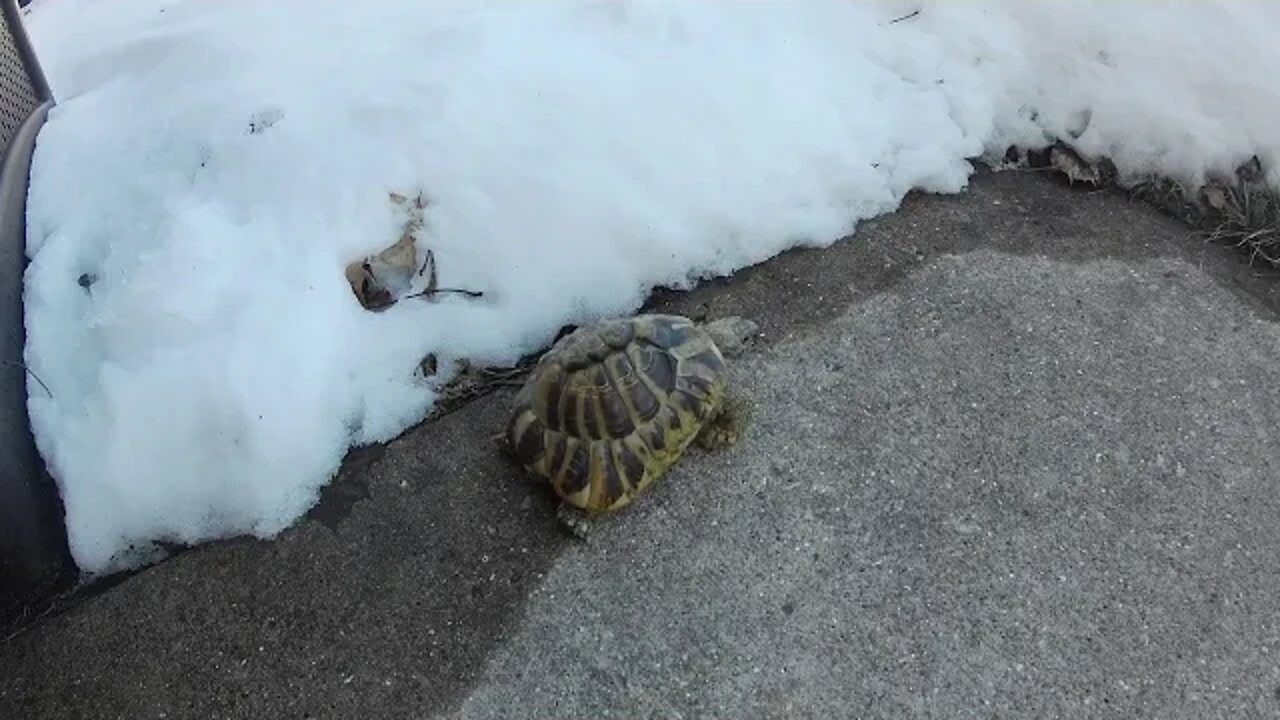 Tordy - Hermann's Tortoise Winter Walk