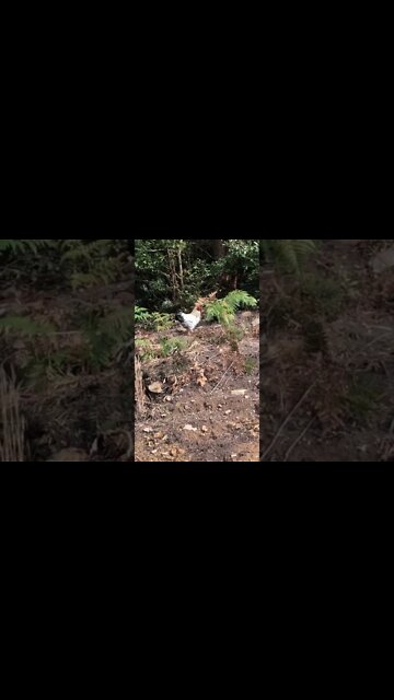 Mrs Specks escaped the coop