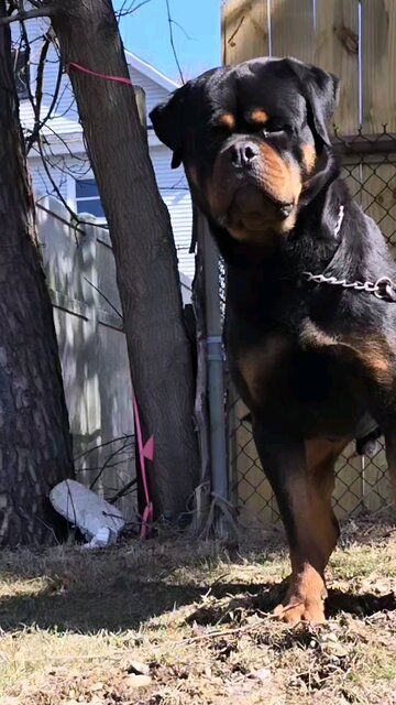 XXL Ri Mobby Di k DUR KENNEL