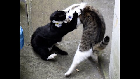 Cats conflict sudden attack